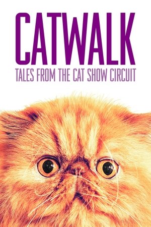 Watch Free Catwalk Tales from the Cat Show Circuit (2018)