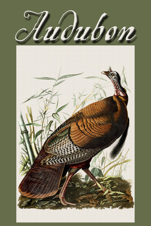 Watch Free Audubon (2017)