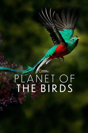Watch Free Planet of the Birds (2018)
