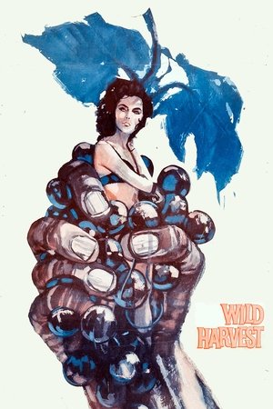 Watch Free Wild Harvest (1962)