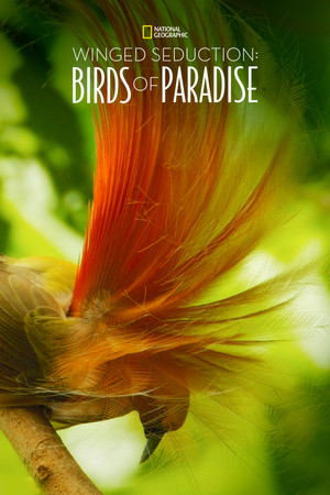 Watch Free Winged Seduction: Birds of Paradise (2012)