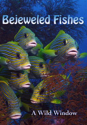 Watch Free Wild Window: Bejeweled Fishes (2016)