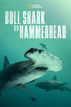 Watch Free Bull Shark Vs Hammerhead (2023)