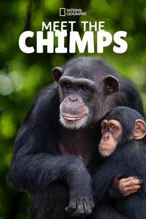Watch Free Meet the Chimps (2020 )