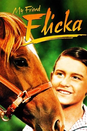 Watch Free My Friend Flicka (1943)