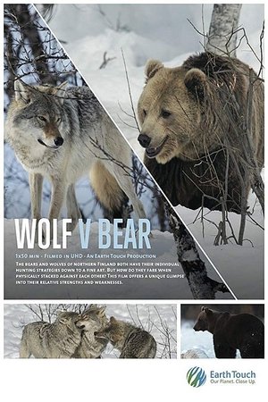 Watch Free Wolf vs Bear (2018)