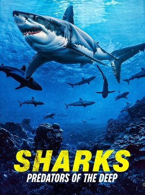 Watch Free Sharks Predators of the Deep (2024)