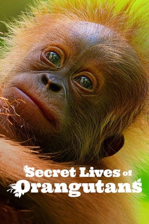 Watch Free Secret Lives of Orangutans (2024)
