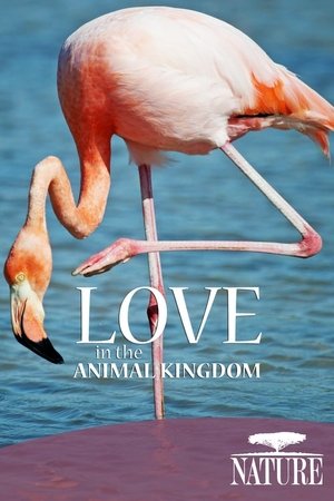 Watch Free Love in the Animal Kingdom (2013)