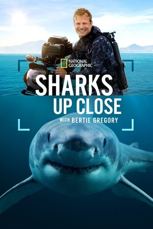 Watch Free Sharks Up Close with Bertie Gregory (2025)