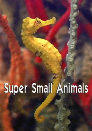 Watch Free Super Small Animals (2017)