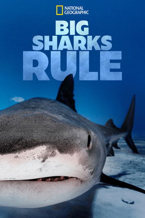 Watch Free Big Sharks Rule (2018–)