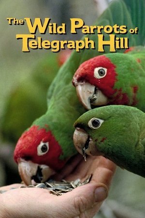 Watch Free The Wild Parrots of Telegraph Hill (2003)