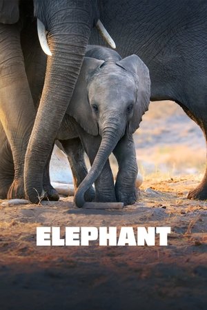 Watch Free Elephant (2020)