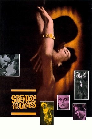 Watch Free Splendor in the Grass (1961)
