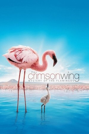 Watch Free The Crimson Wing: Mystery of the Flamingos (2008