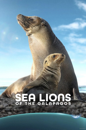 Watch Free Sea Lions of the Galapagos (2025)