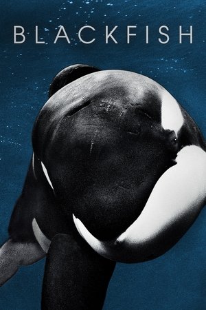 Watch Free Blackfish (2013)
