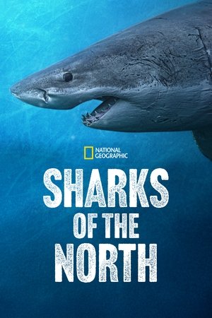 Watch Free Sharks of the North (2025)