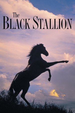 Watch Free The Black Stallion (1979)